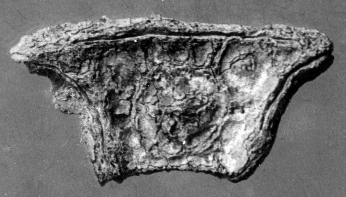 Tiara eines Heliopolitanus