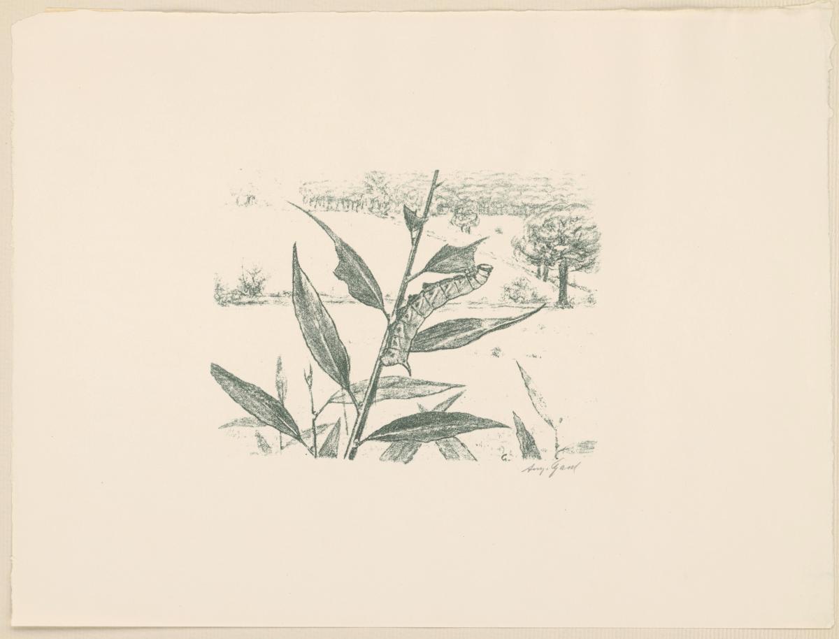 Raupe  (aus: Vom Fressen der Tiere)