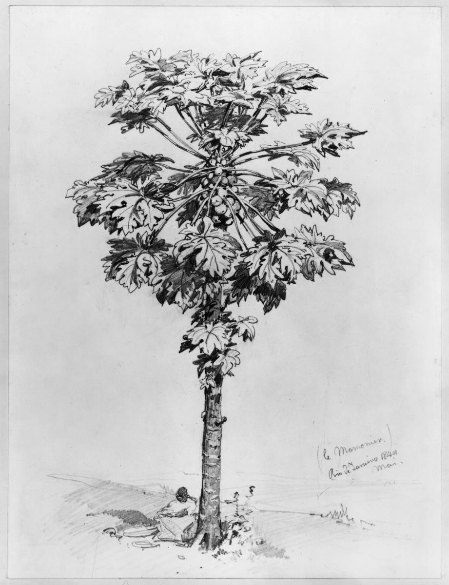 Baumstudie Papaya ("le Mamonier"), bei Rio de Janeiro