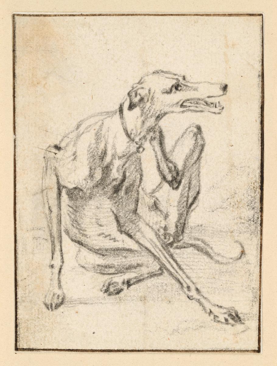 Sich kratzender Windhund