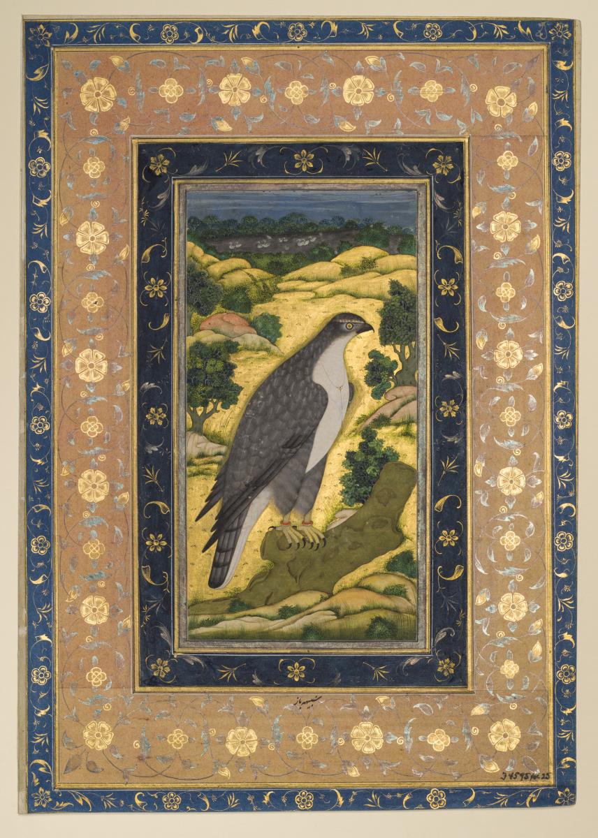 Kaiserlicher Jagdfalke