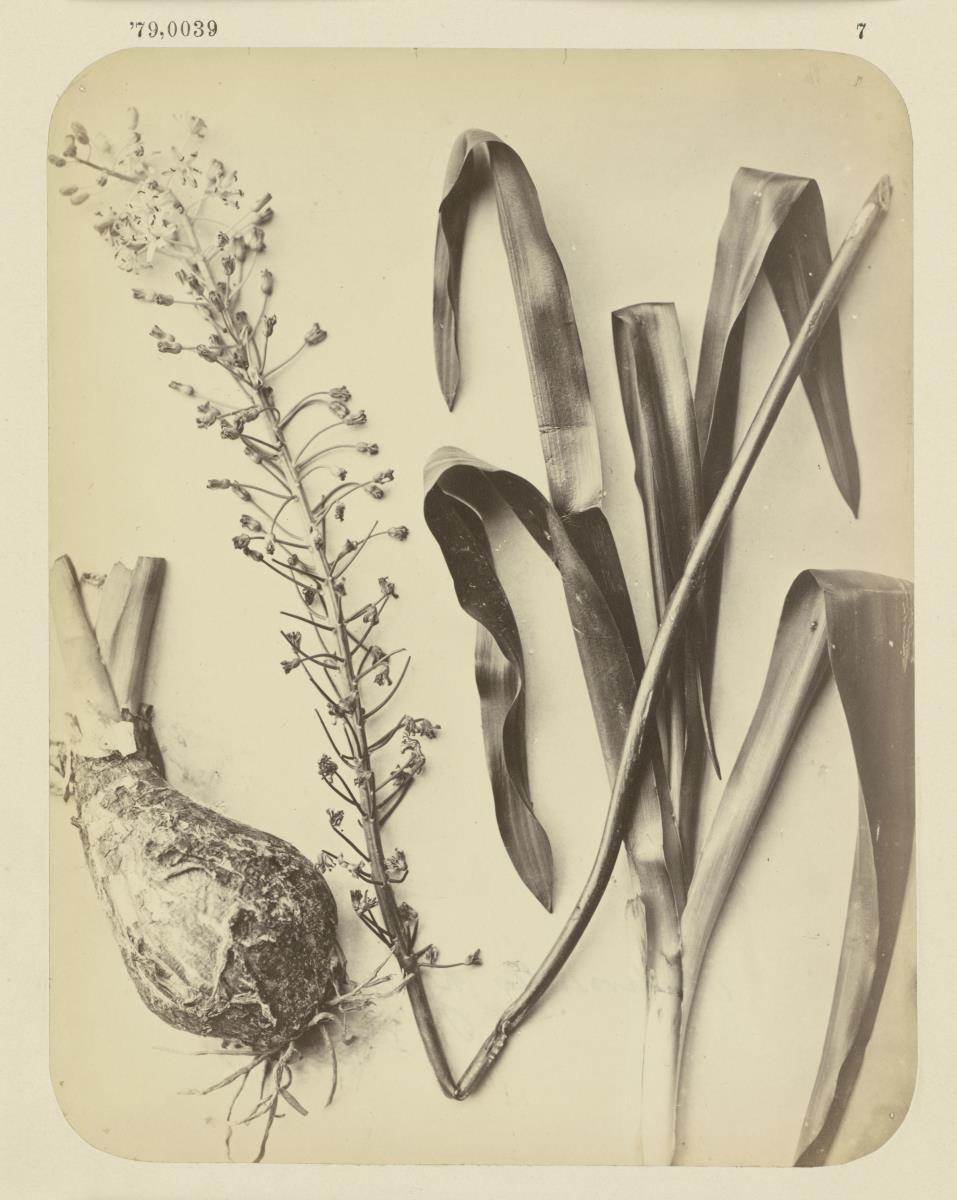 Nectarossilla hyacinthoides