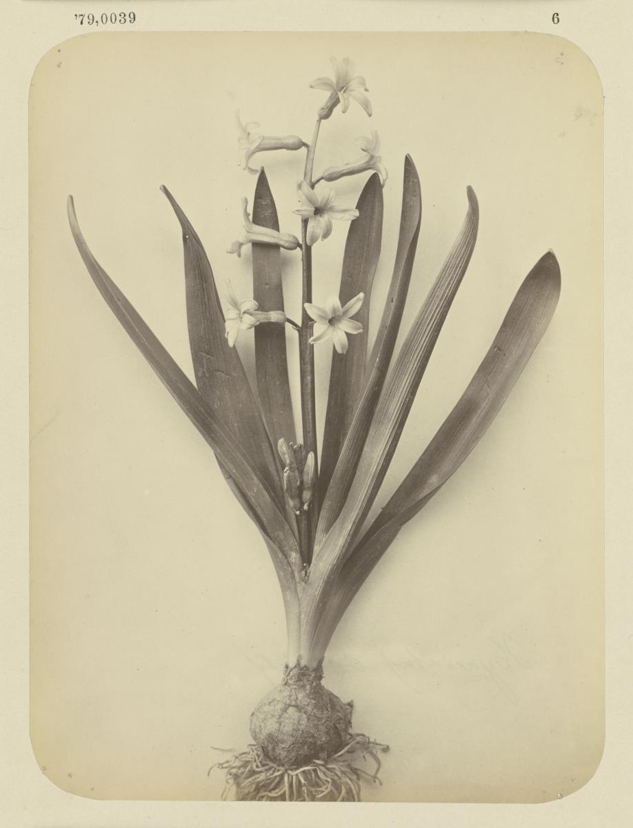Hyacintus orientalis