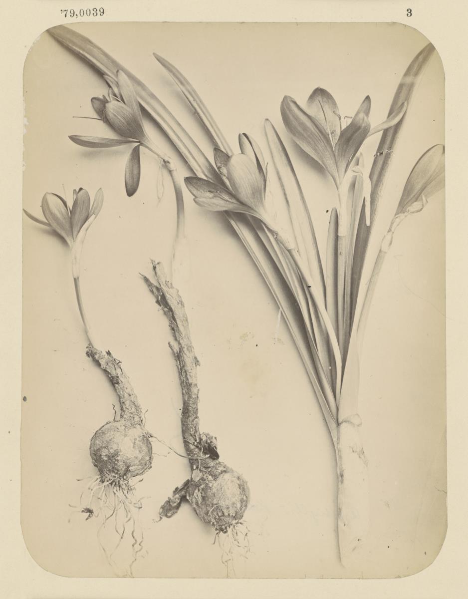 Anthyllis, - Barba Iovis