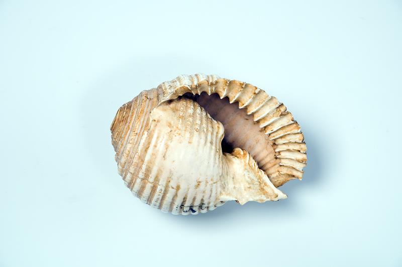 IV Ca 15189