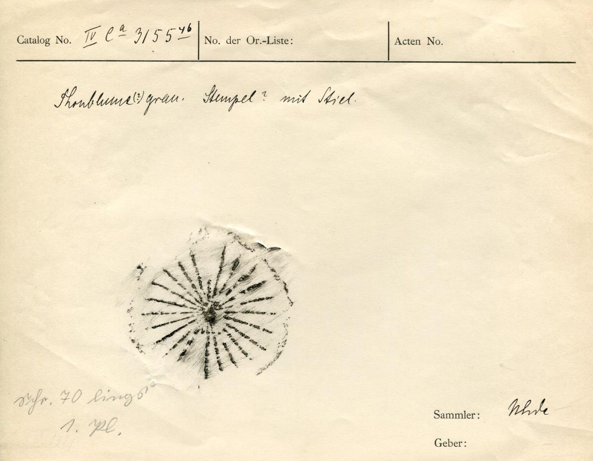 IV Ca 3155 (46)