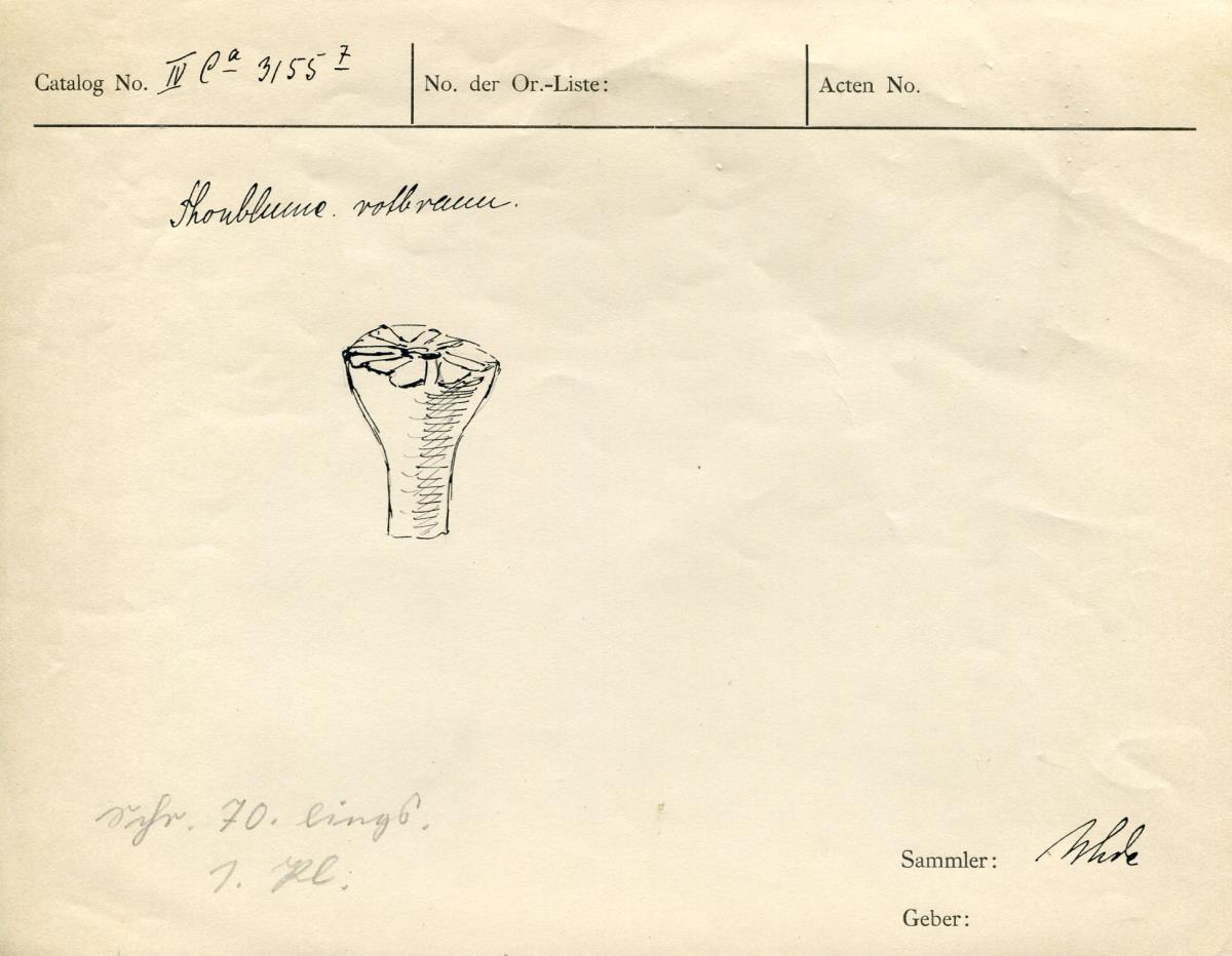 IV Ca 3155 (7)