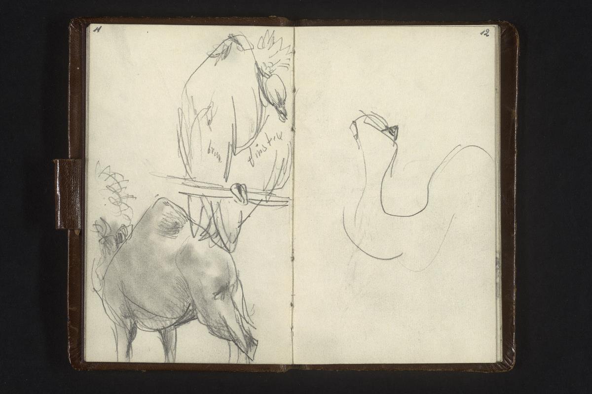 Dromedar, Vogelstudie