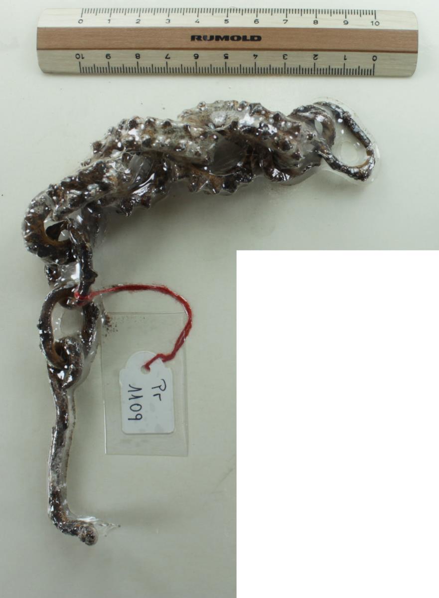 Stachelhalsband