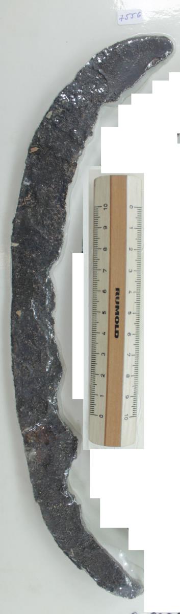 Winkelsichel