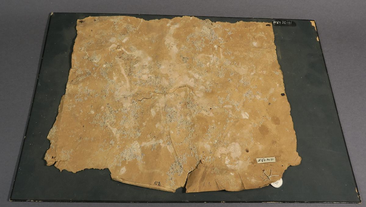 IV Ca 30181
