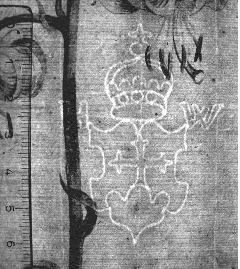 Martagonlilie (Lilium Martagon, weiß)