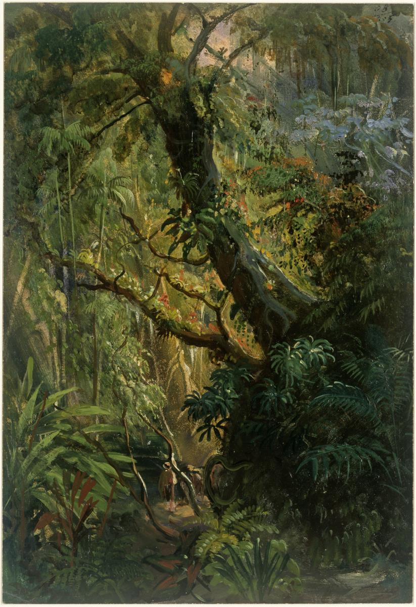 Tropenvegetation