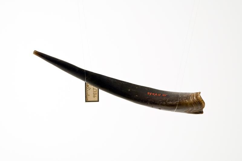 III E 5336