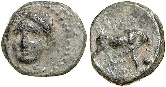 Phygela