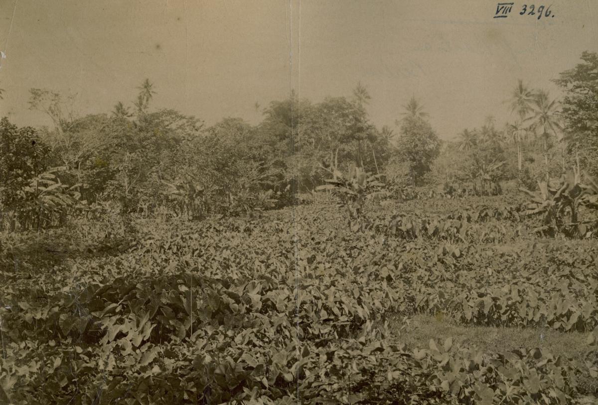 "A Taro-plantation. Palau-Ids."