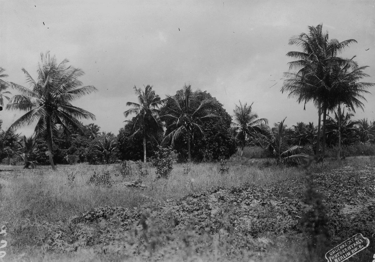 Typischer Landsitz bei Daressalam (Mangos und Palmen)