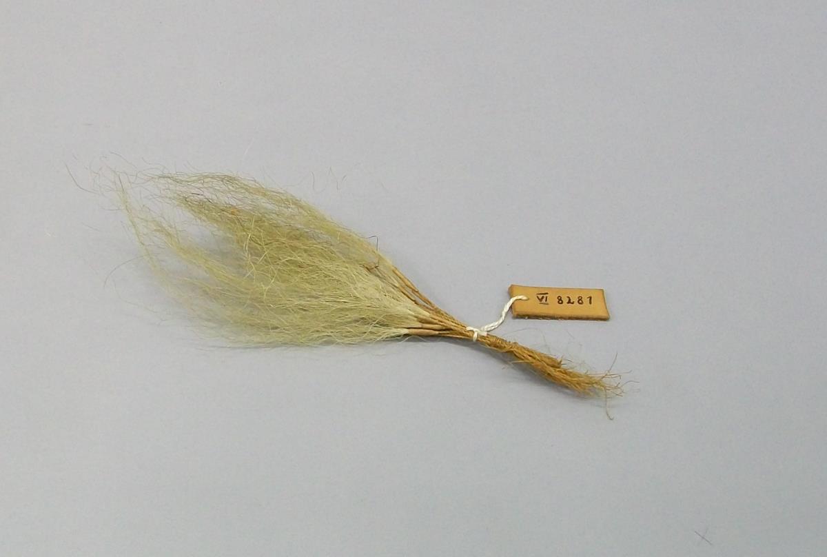 VI 8281