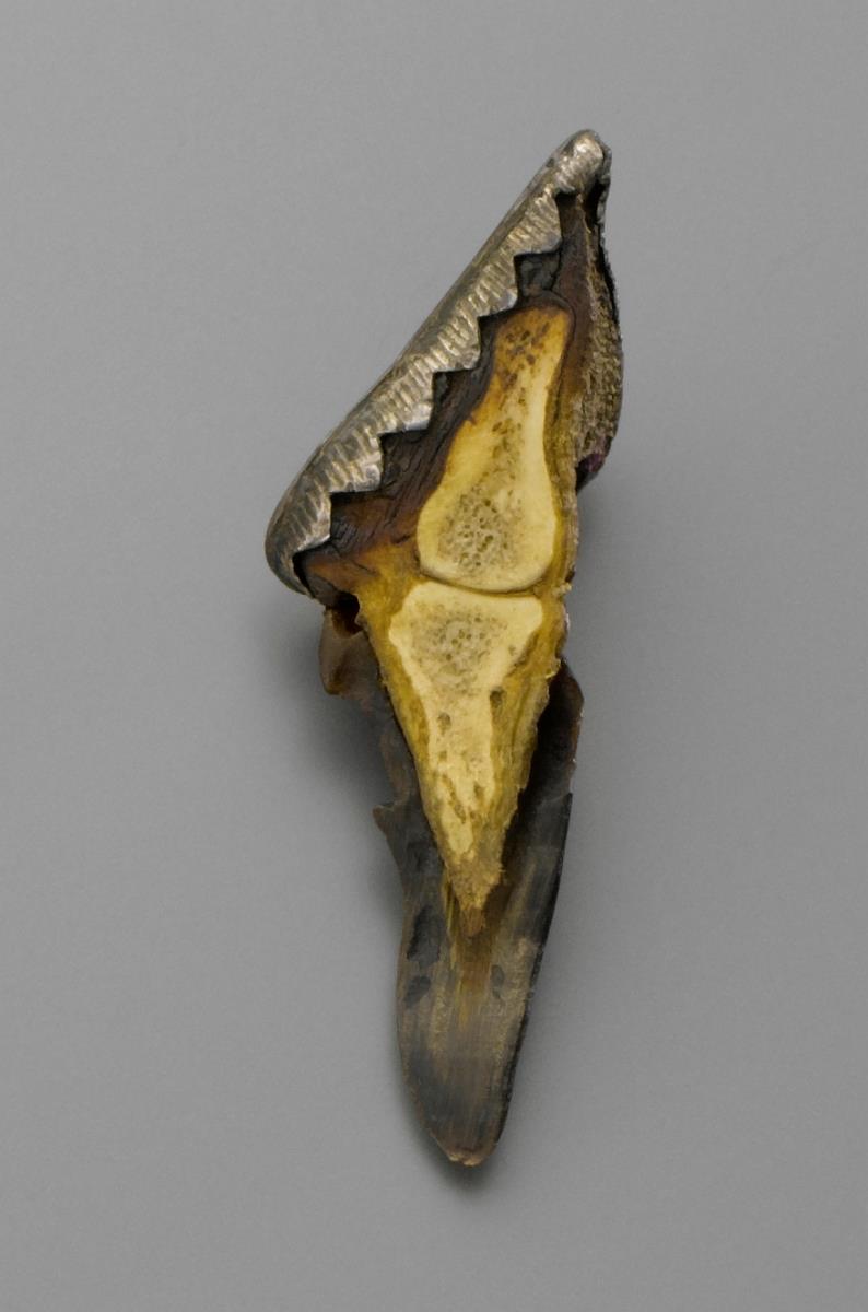Amulett mit halber Hirschklaue