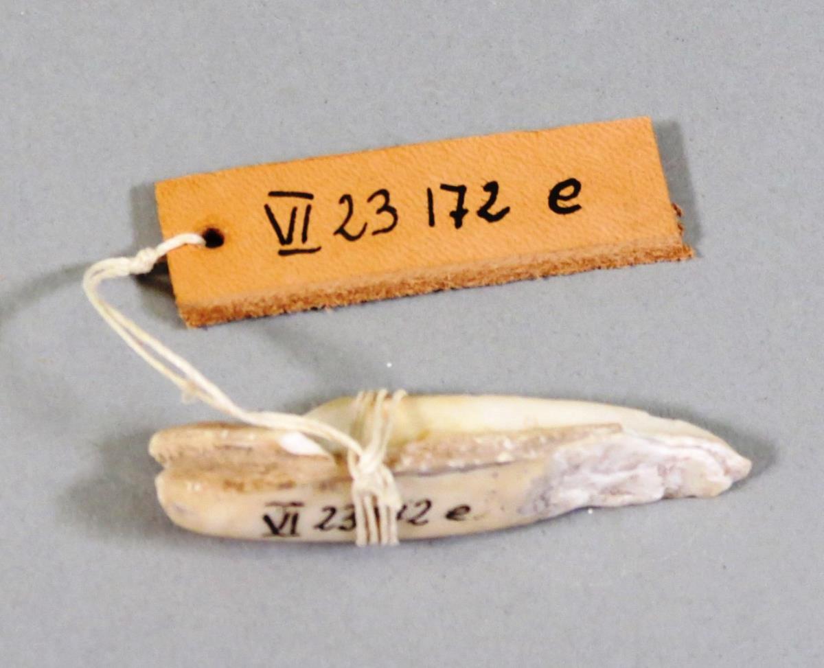 VI 23172 e