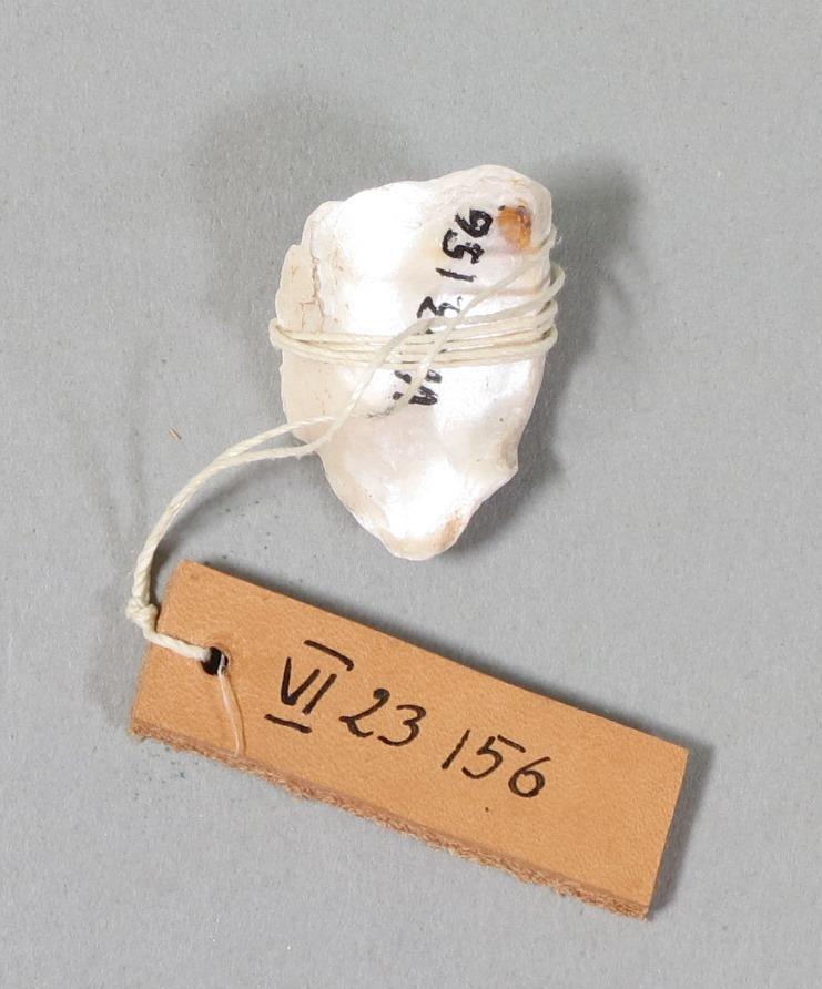 VI 23156