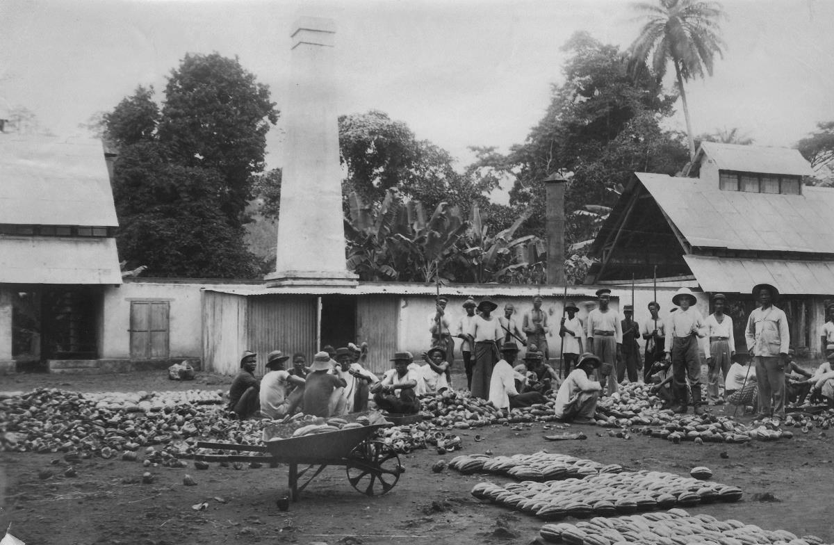 Trockenhaus-Anlage für Cacao. Dr. Esser´sche Plantage.