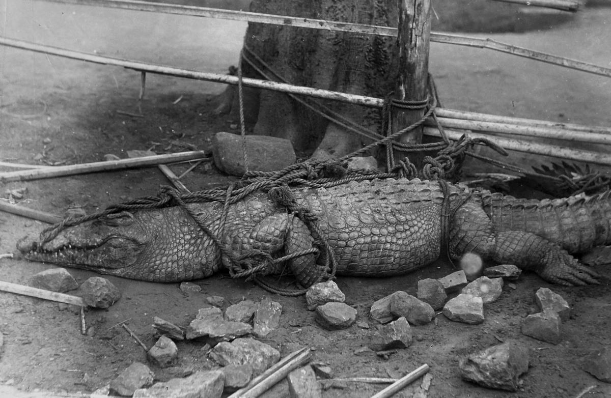 Gefangenes Krokodil