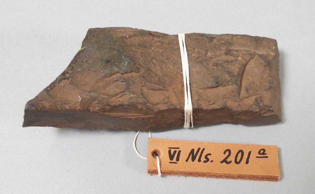 VI Nls 201 a