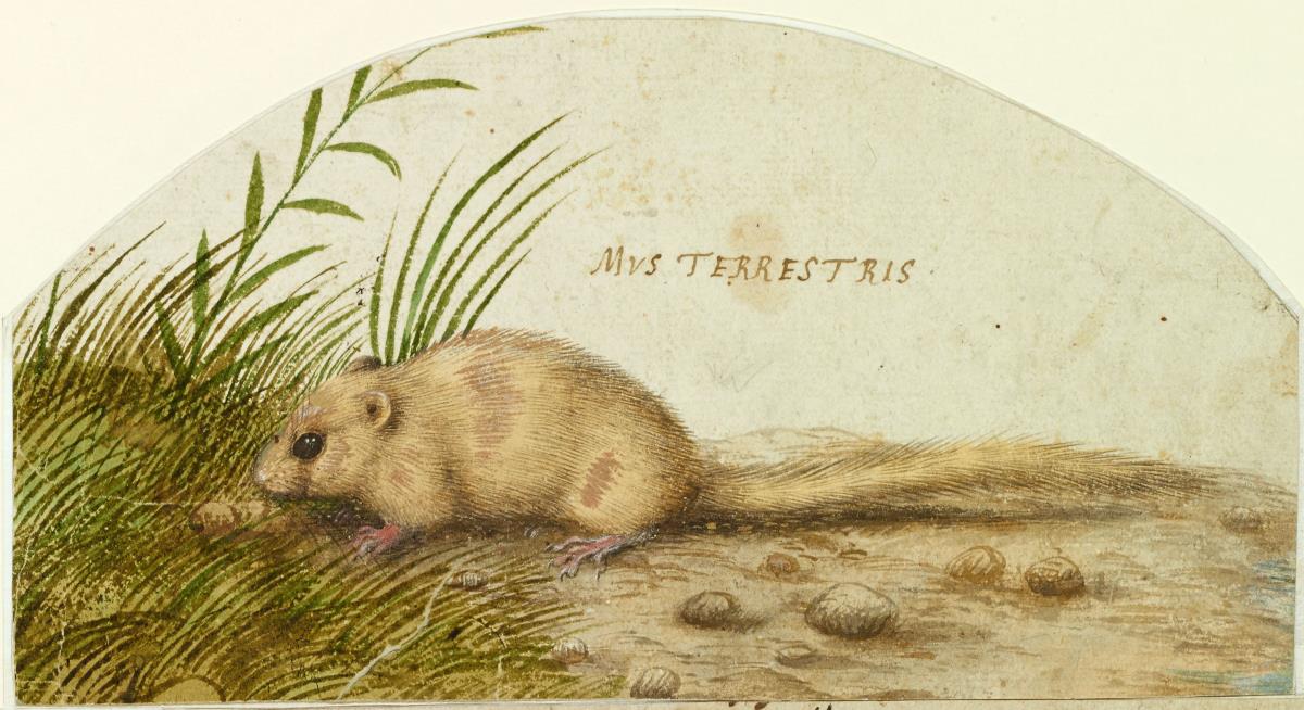 Maus