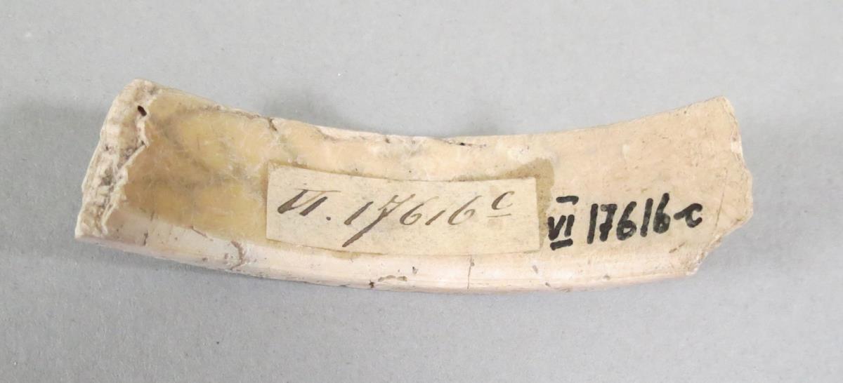 VI 17616 c