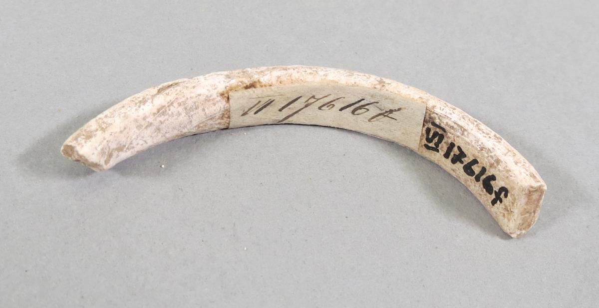 VI 17616 f