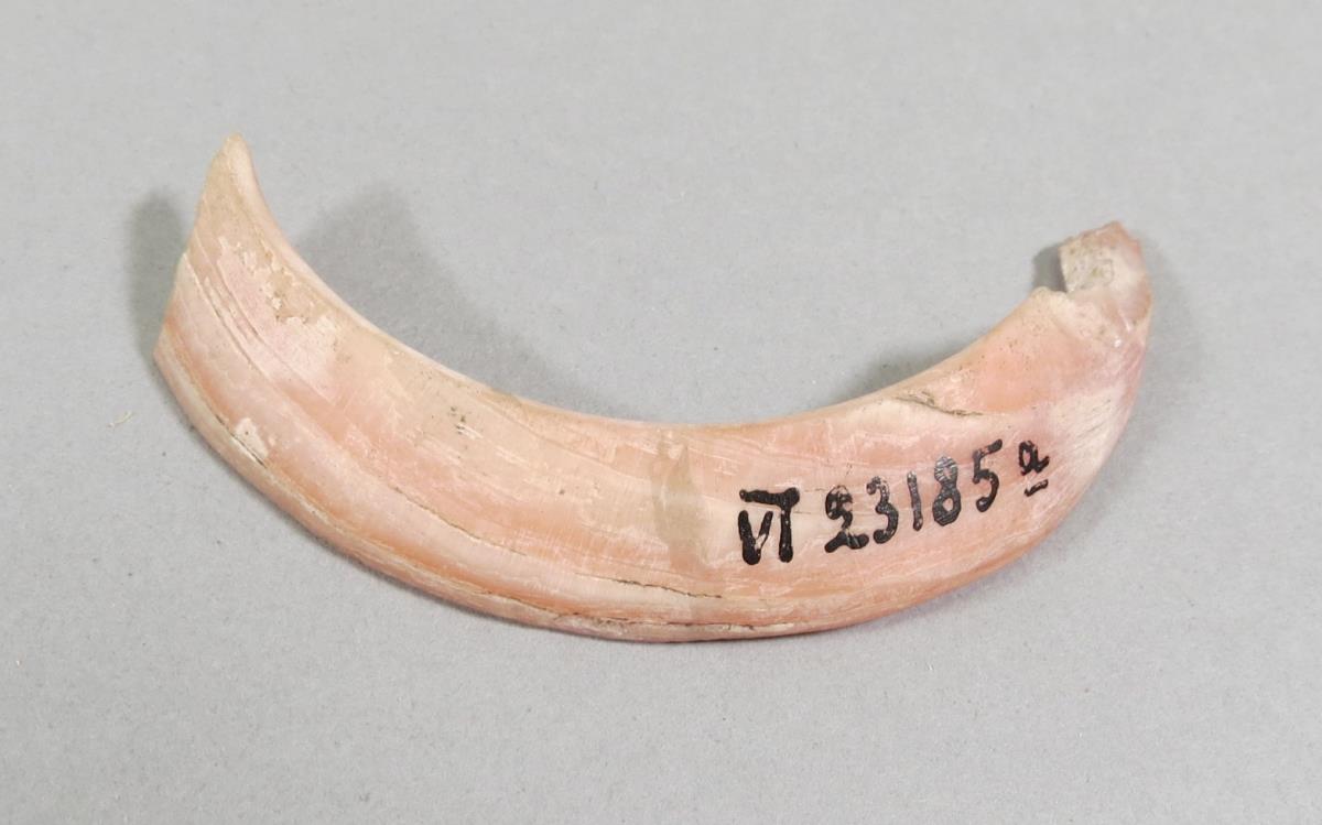 VI 23185 a