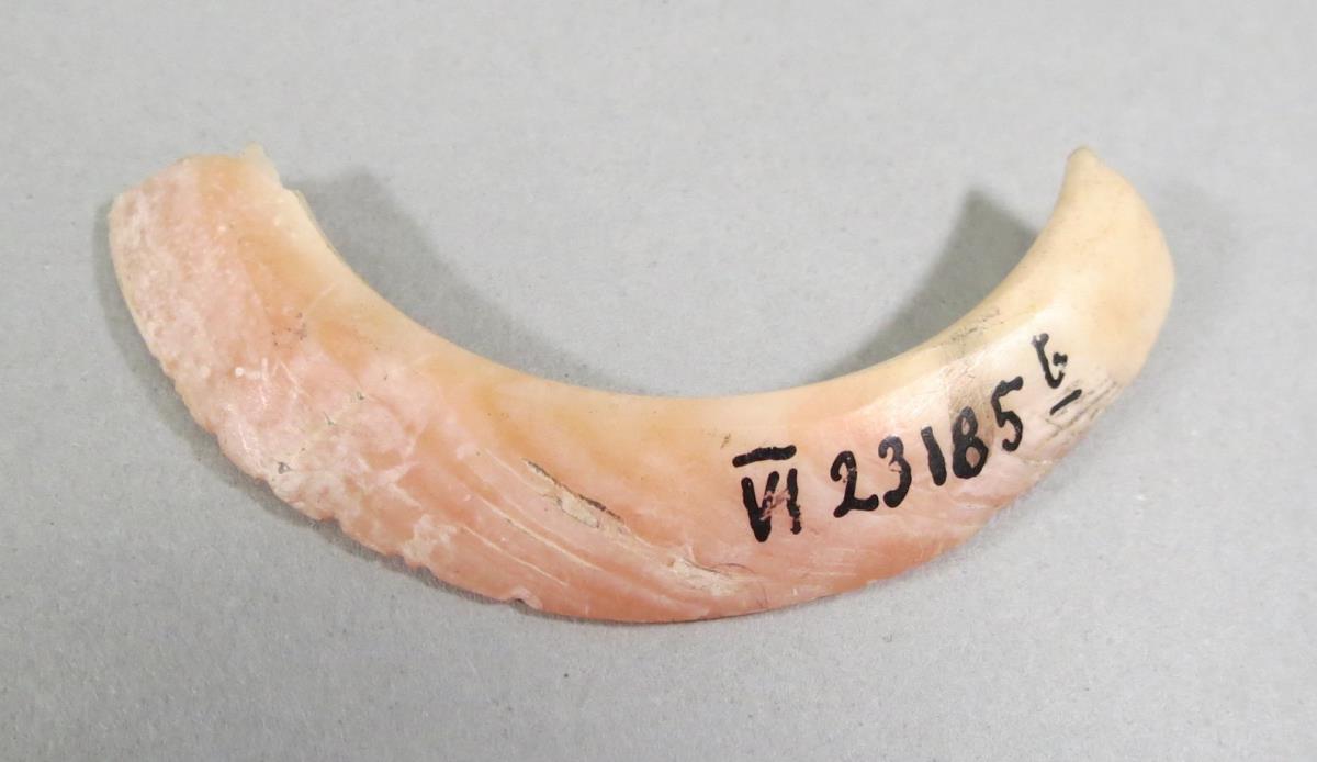 VI 23185 b