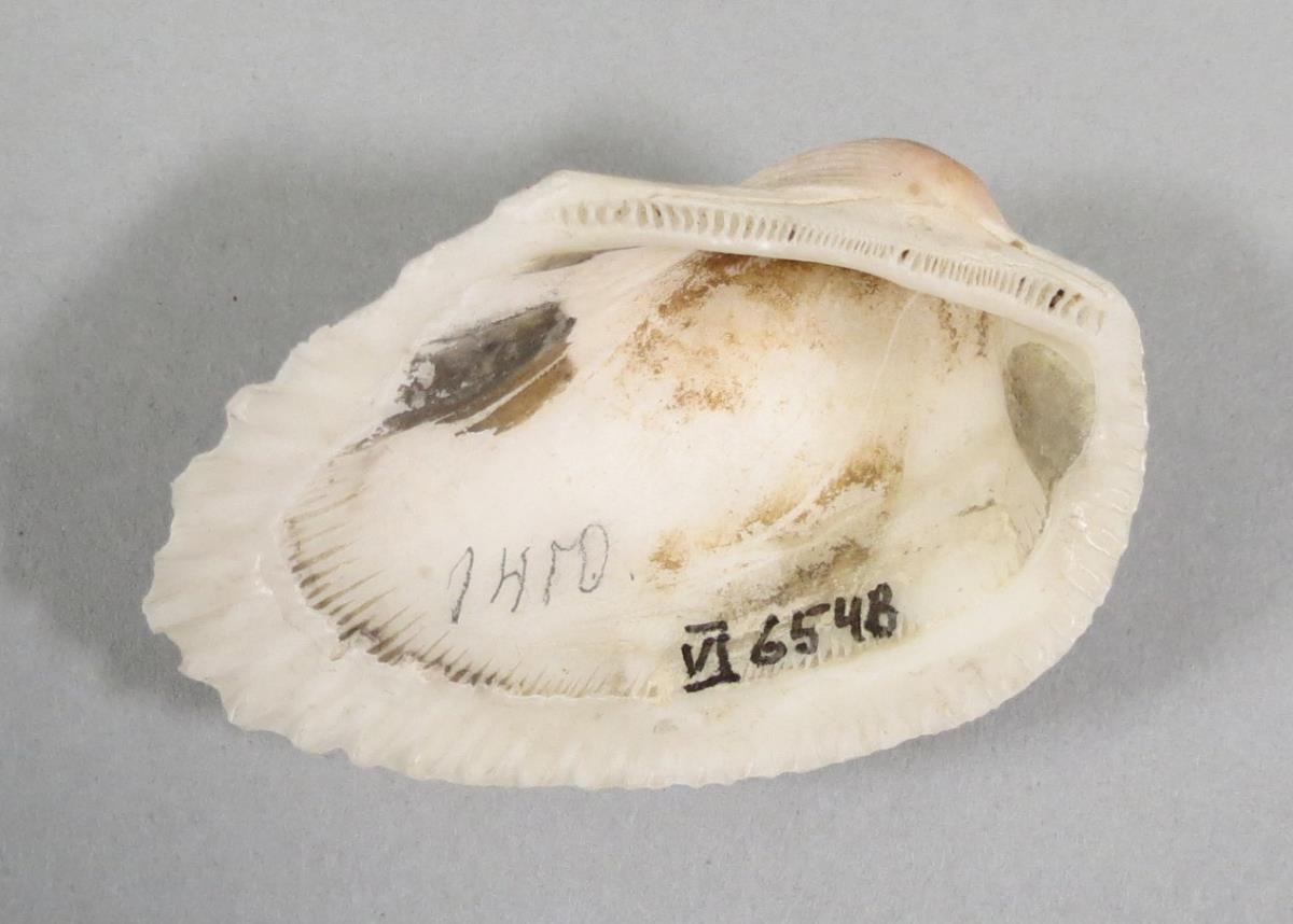 VI 6548
