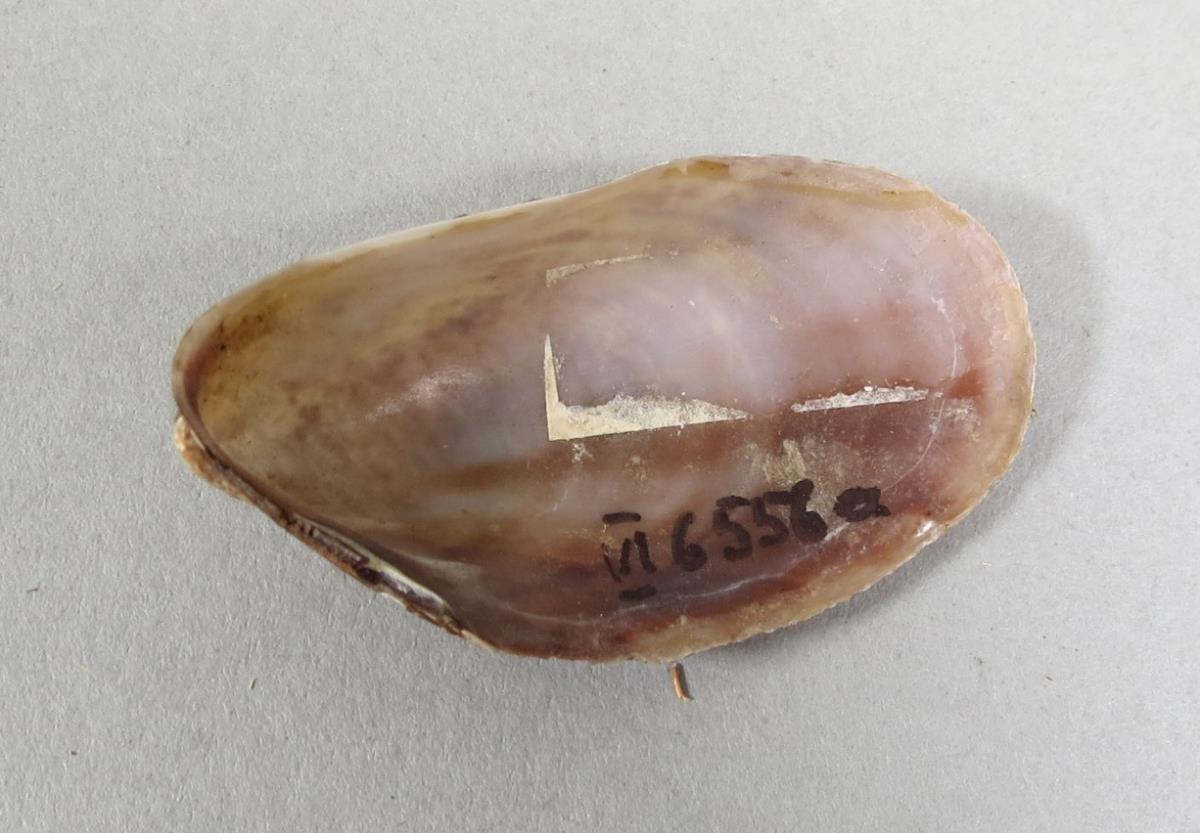 VI 6556 a