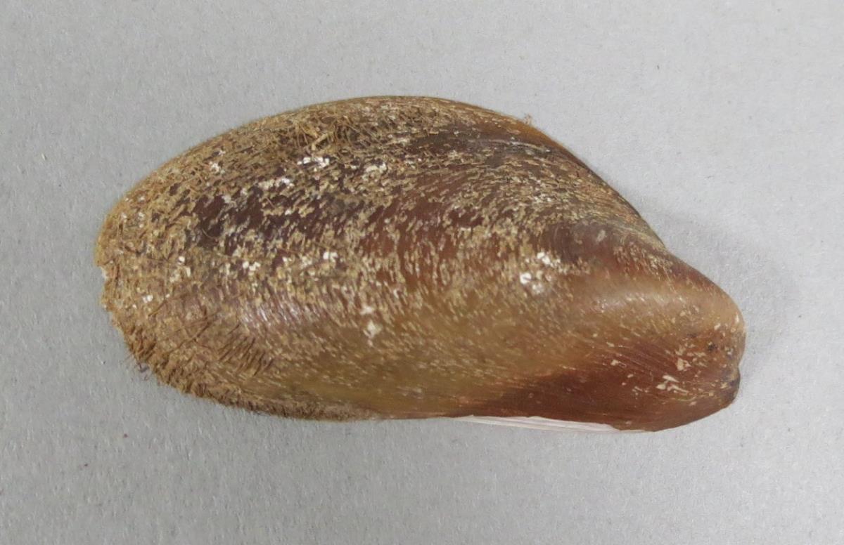 VI 6556 b