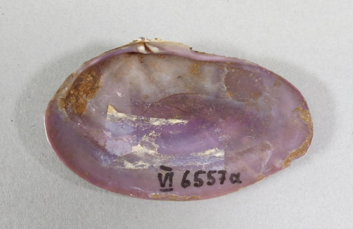 VI 6557 a