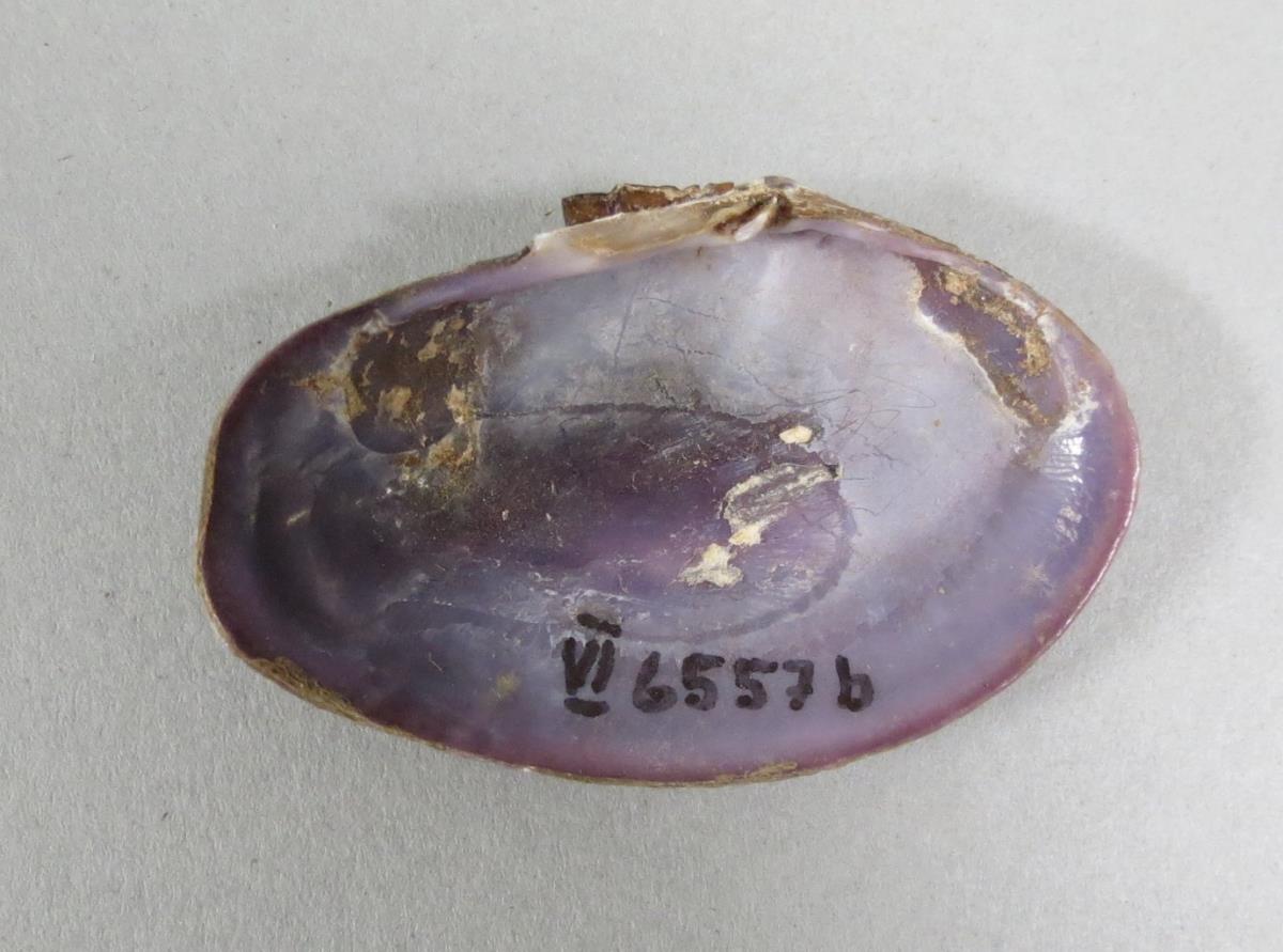 VI 6557 b