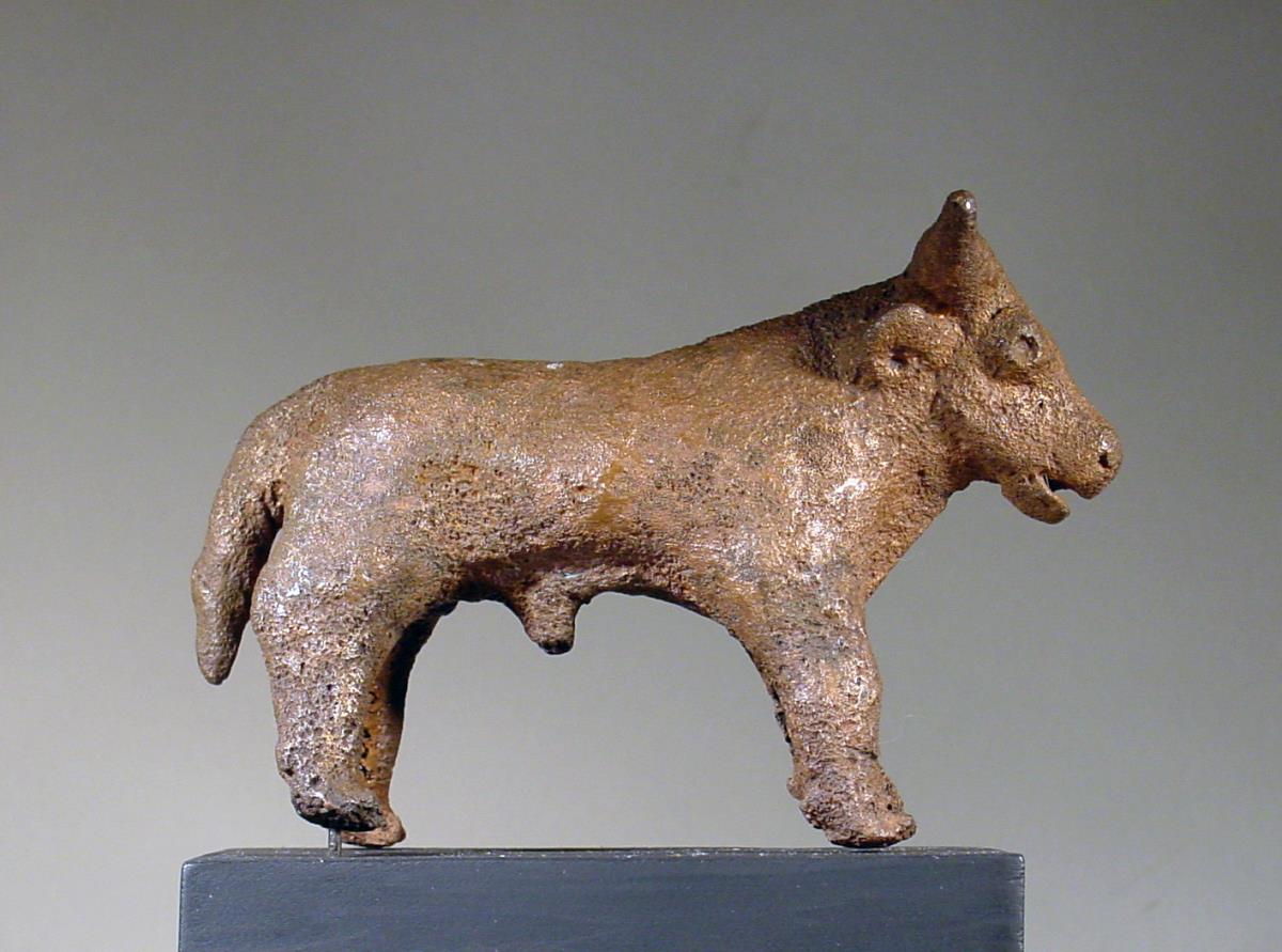 Rind (Stier)
