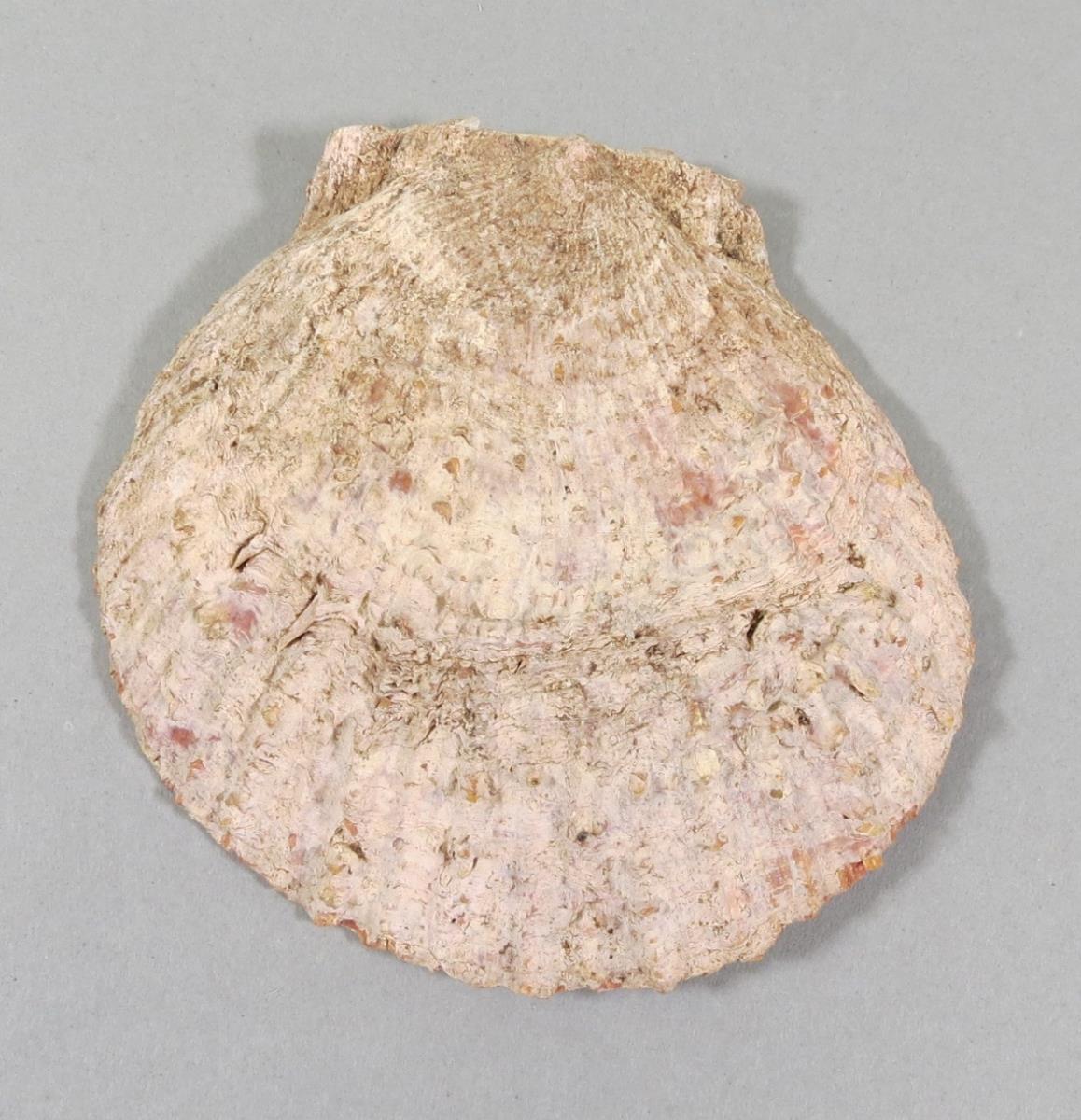 VI 6565