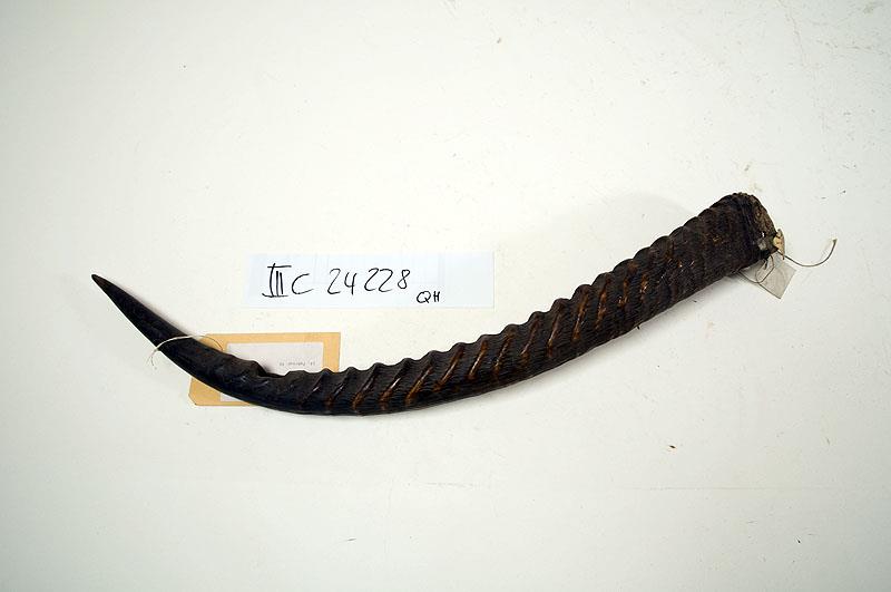 III C 24228