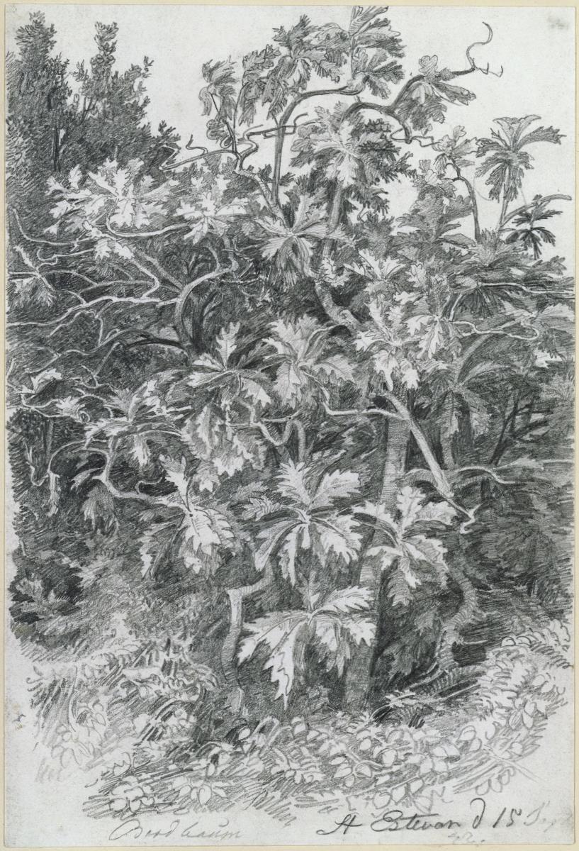 Brotbaumstudie in San Esteban