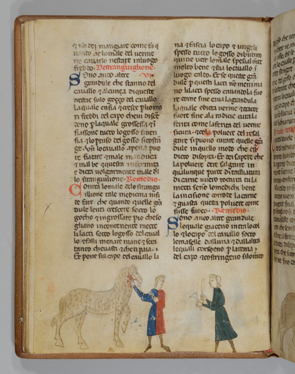 Giordano Rosso, Libro delle Mariscalcie dei cavalli. Aderlass eines Pferdes am Hals