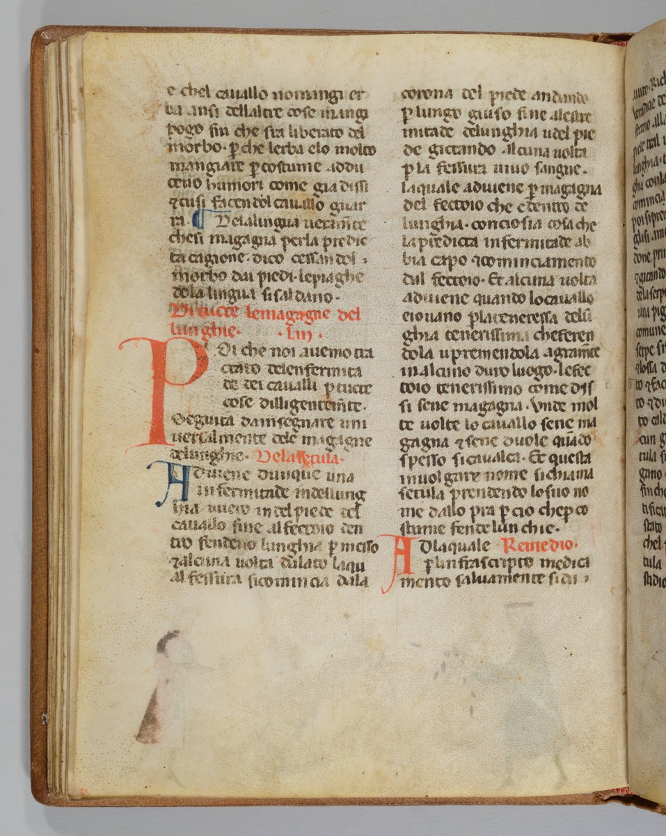 Giordano Rosso, Libro delle Mariscalcie dei cavalli. Gefesseltes Pferd, das am Hinterhuf operiert wird