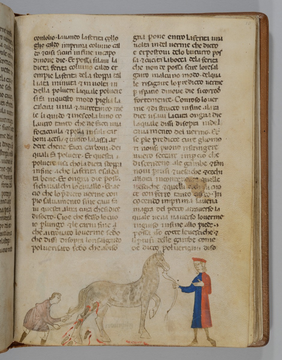 Giordano Rosso, Libro delle Mariscalcie dei cavalli. Aderlass eines Pferdes am Schenkel