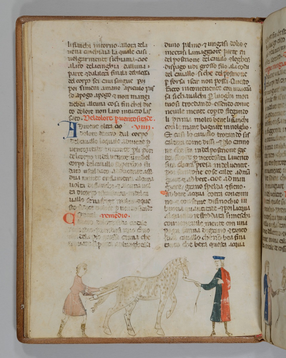 Giordano Rosso, Libro delle Mariscalcie dei cavalli. Einem Pferd wird der Schwanz gehoben