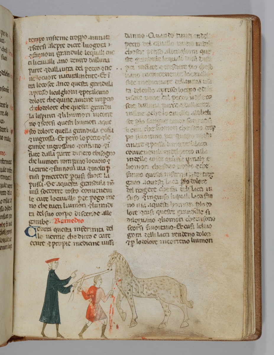 Giordano Rosso, Libro delle Mariscalcie dei cavalli. Aderlass eines Pferdes am Hals