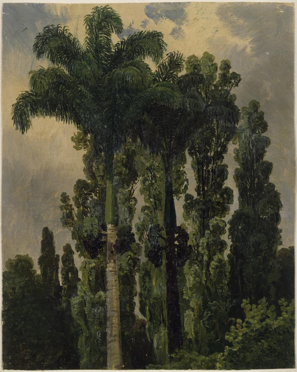 Königspalme (Palma real) und andere Bäume in Caracas