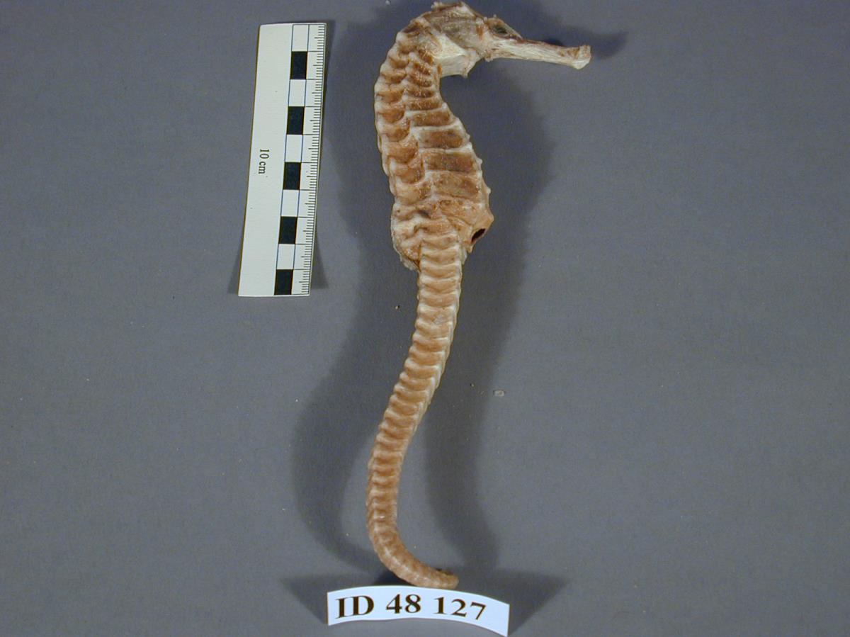 I D 48127