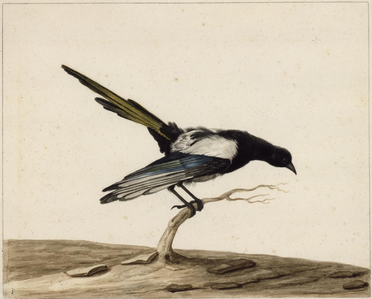 Drei Vogelstudien: Eine Elster